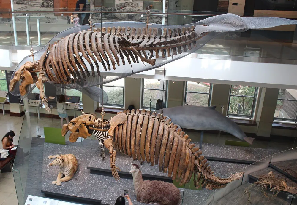 Вимерлий світ | Dusisiren Вимерлий світ | Dusisiren