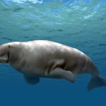 Dusisiren_jordani_life_restoration