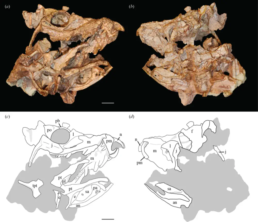 Вимерлий світ | Eosphorosuchus