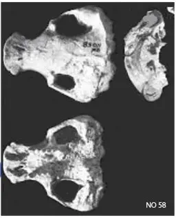 Вимерлий світ | Xenocranium