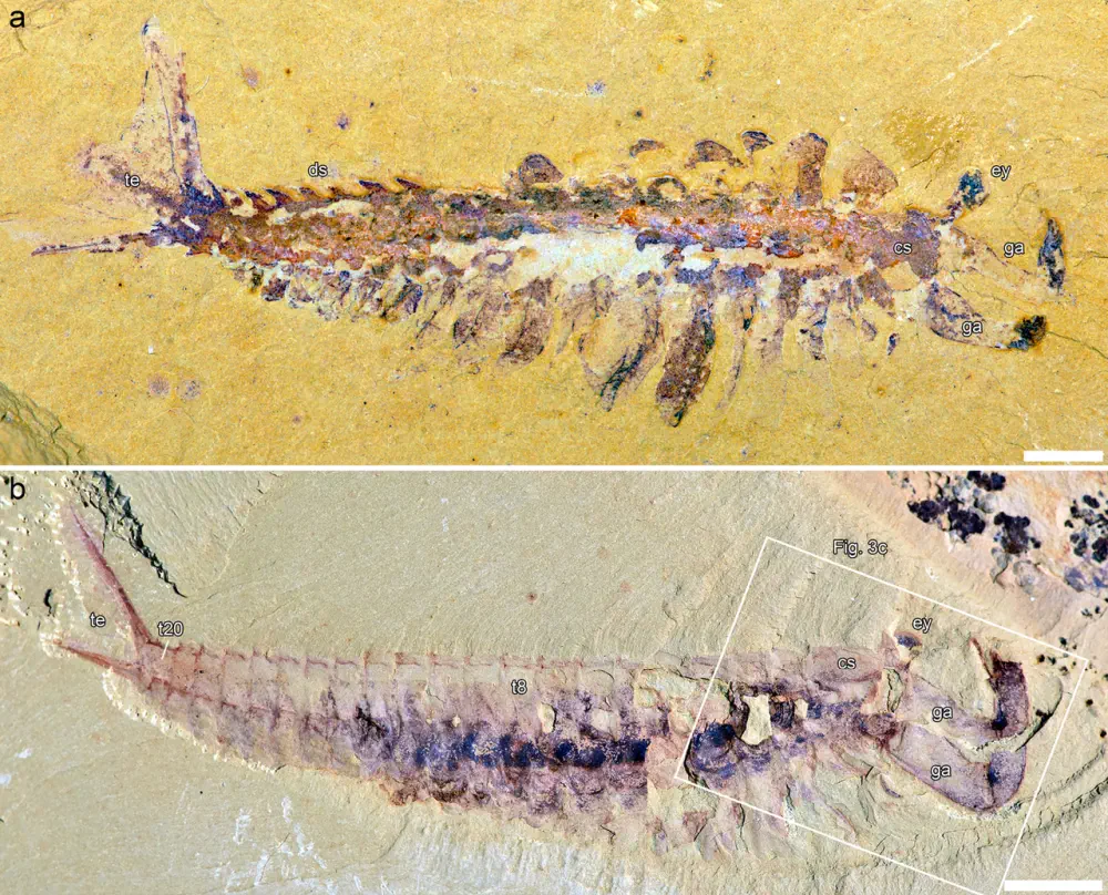 Вимерлий світ | Fortiforceps