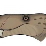 Jirahgorgon_ceto_head_(Canines_visible)