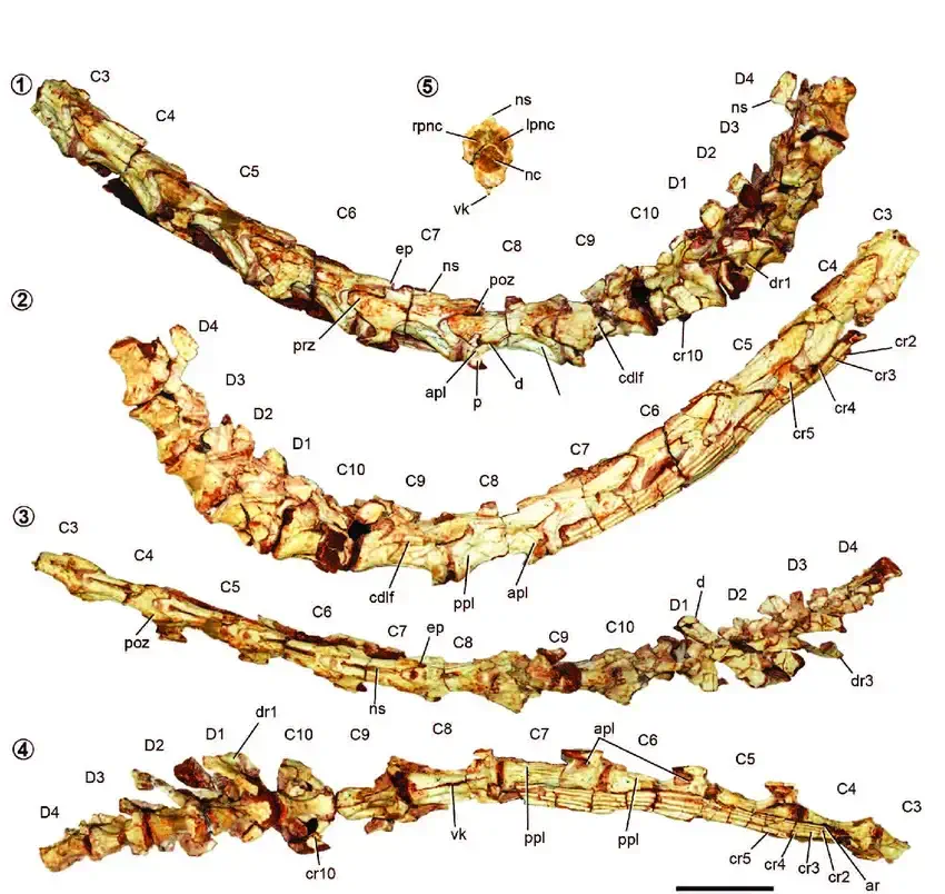 Вимерлий світ | Lucianovenator