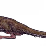 Lucianovenator_restoration