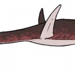 Manemergus_anguirostris