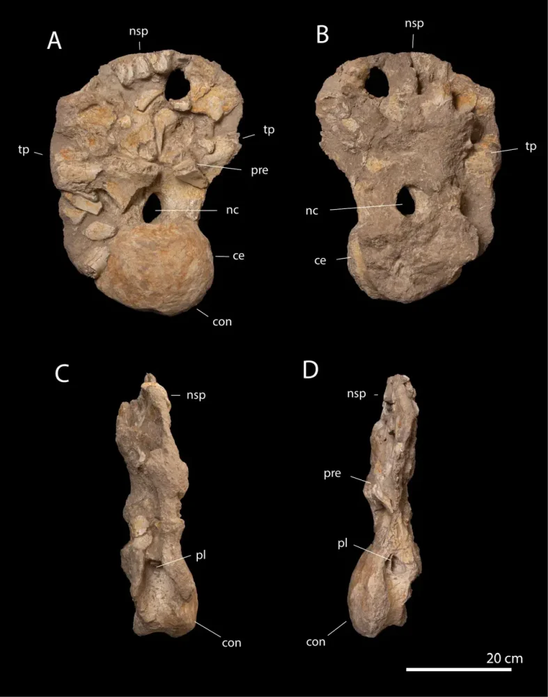 Вимерлий світ | Phosphatotitan