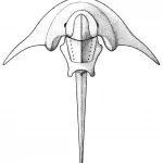 Polonolimulus_zaleziankensis-novataxa_2026-Audycki_Bicknell__De_Baets