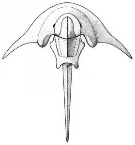 Polonolimulus|Вимерлий світ