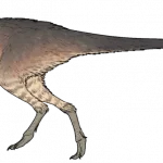 Ptychotherates_bucculentus