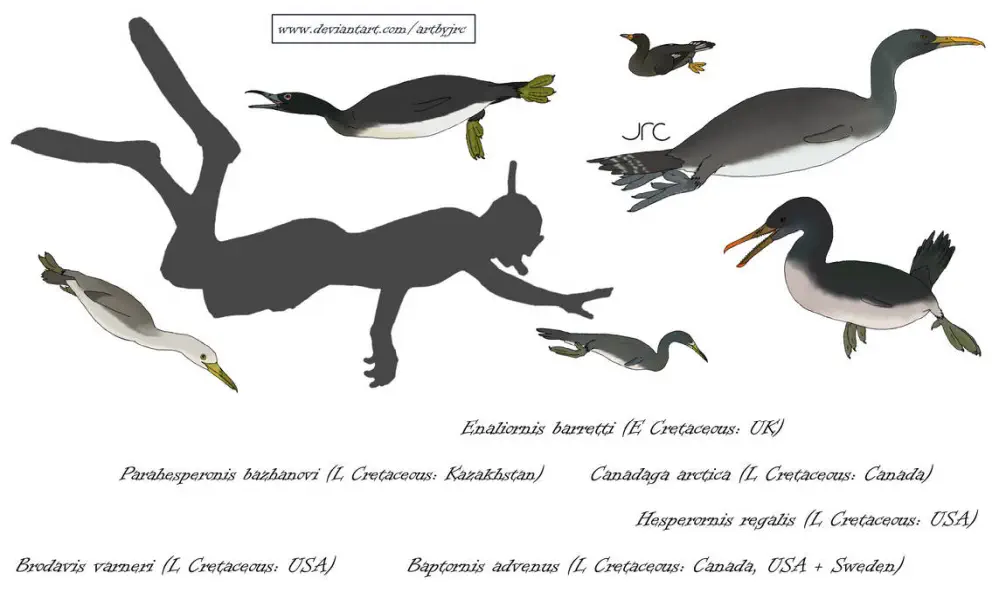 Вимерлий світ | Enaliornis Вимерлий світ | Enaliornis