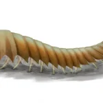 Urokodia_restoration