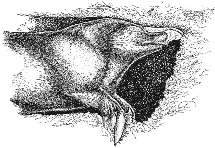 Вимерлий світ | Xenocranium