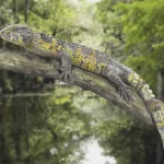 Acutodon_villeveyracensis-novataxa_2026-Jansen_Auge__Valentin
