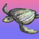 Erquelinnesia_meridionalis