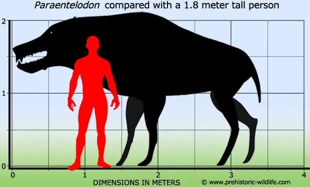 Вимерлий світ | Paraentelodon