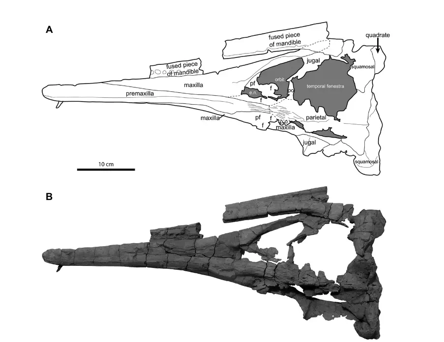 Вимерлий світ | Scalamagnus