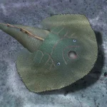 Asioaspis_brachyotus-novataxa_2026-ZHANG_LI_ZHU__GAI