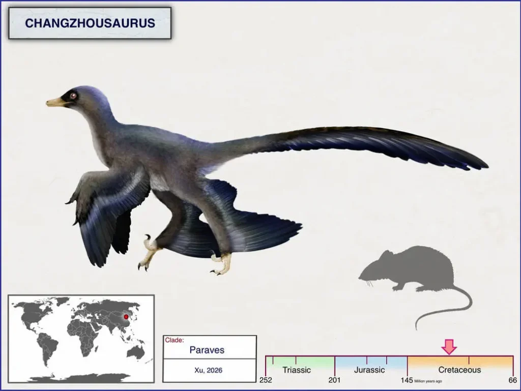 Вимерлий світ | Changzhousaurus Вимерлий світ | Changzhousaurus