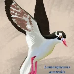 lamarqueavis_australis_by_gabuded_dm4m1pv-414w-2x