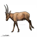 numidocapra_by_gredinia_dmc2rle-414w-2x