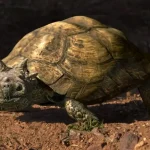 Patagoniaemys_aeschyli-novataxa_2026-Agnolin_Rolando__Munoz