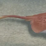 Dasyatis manuelcamposi