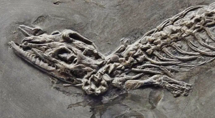 Вимерлий світ | Palaeopleurosaurus