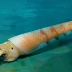 early-cambrian-fossil