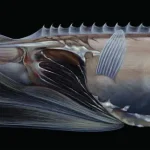 Parastylephorus_anatoides_(life_restoration)