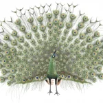 Pavo_miejue_(life_restoration)