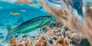 Вимерлий світ | Pharyngolepis
