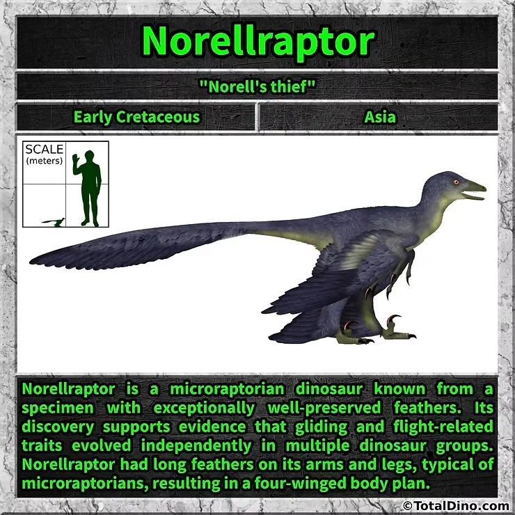 Norellraptor barsboldi