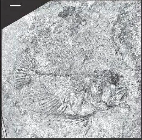 Absalomichthys
