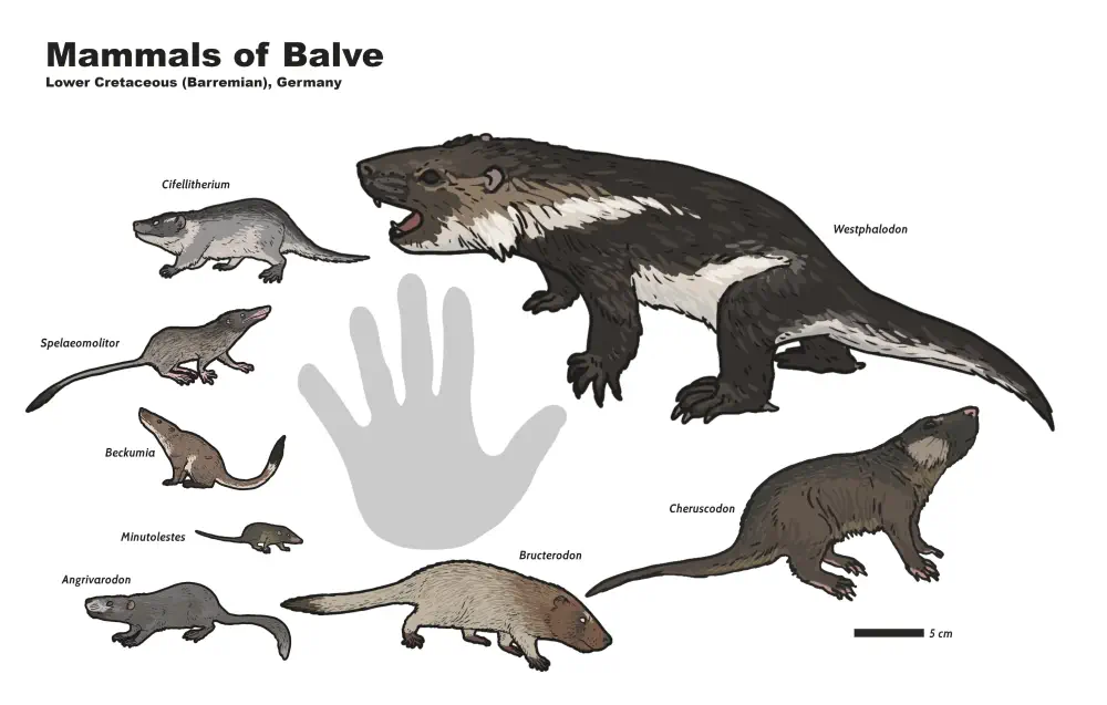 Вимерлий світ | Westphalodon Тварини з Бальве: Cifellitherium, Westphalodon, Spelaeomolitor, Beckumia, Minutolestes, Angrivarodon, Bructerodon, Cheruscodon.