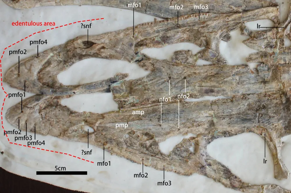 Kayrasaurus