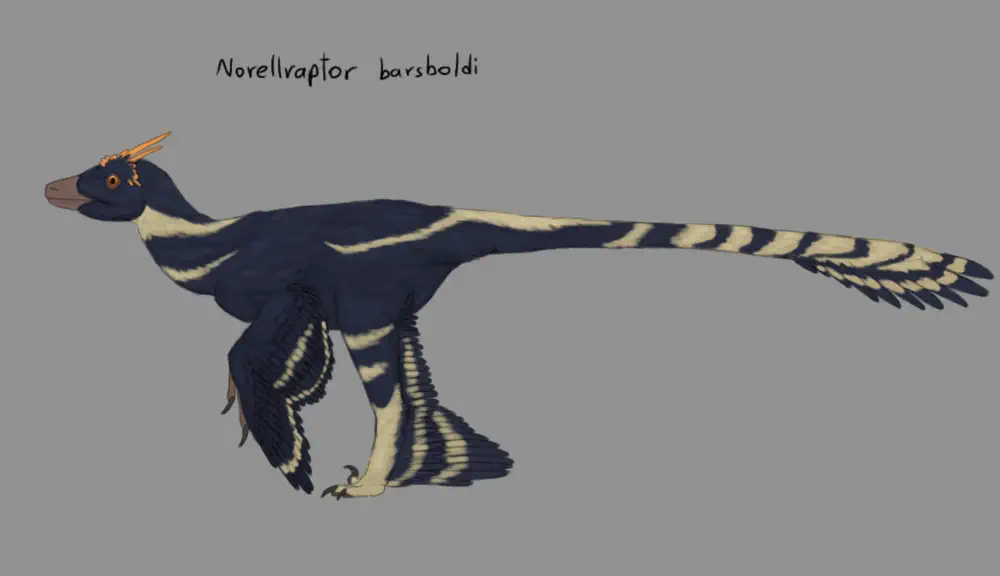 Norellraptor barsboldi