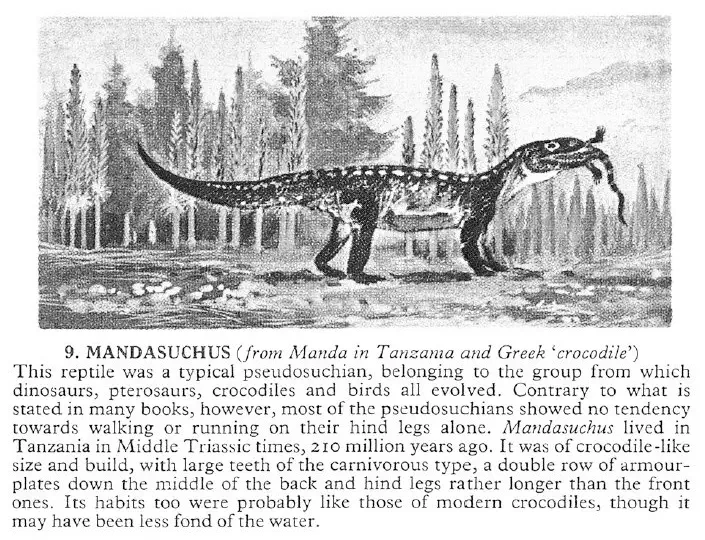Вимерлий світ | Mandasuchus Mandasuchus