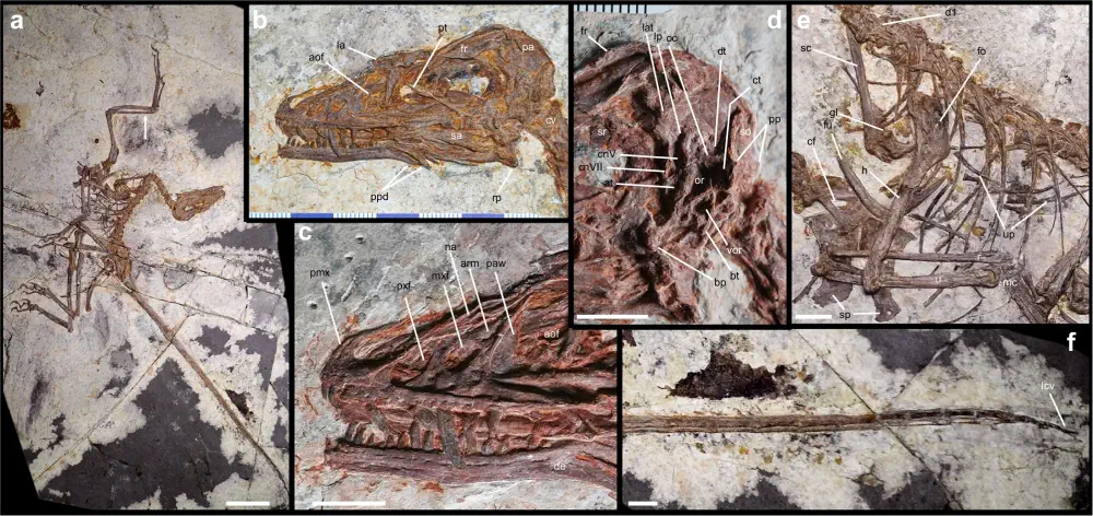 Norellraptor barsboldi