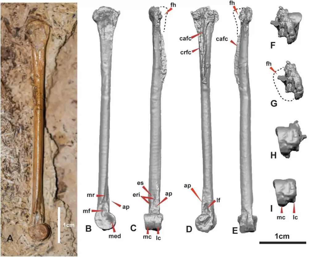 Tenuicruris