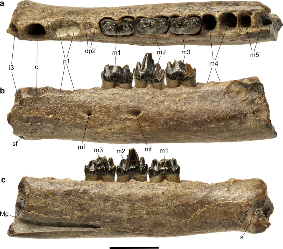 Вимерлий світ | Westphalodon Westphalodon goini, WMNH P109957, голотип