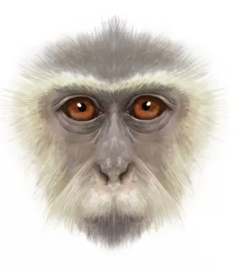 Вимерлий світ | Olotimcolobus