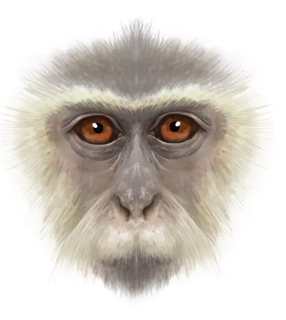 Olotimcolobus