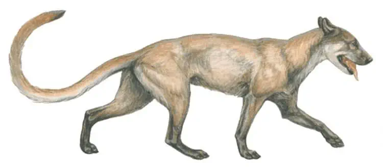Cynodictis
