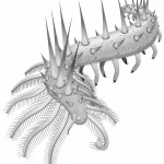 Collinsium_ciliosum-novataxa_2015-drawing