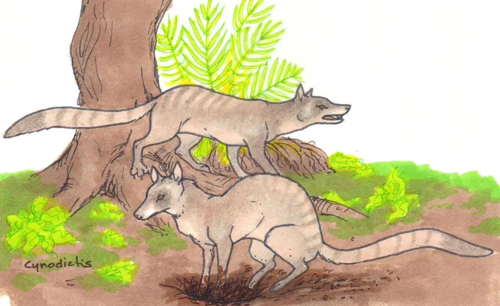 Cynodictis