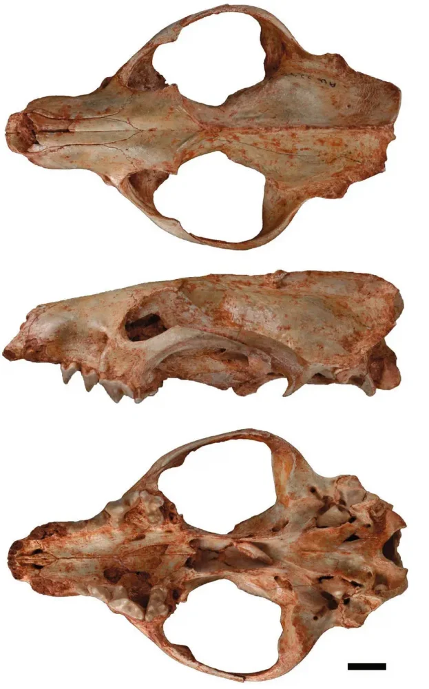 Череп Cynodictis
