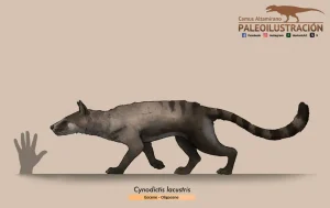 Вимерлий світ | Cynodictis