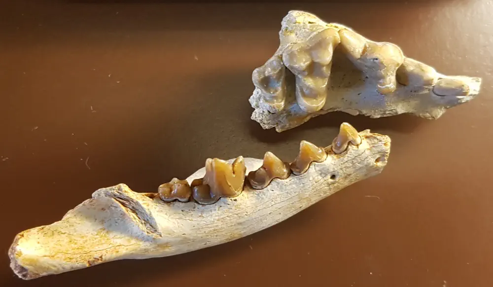 Cynodictis, зуби з Керсі (Франція), сфотографовані у Віденському музеї природної історії