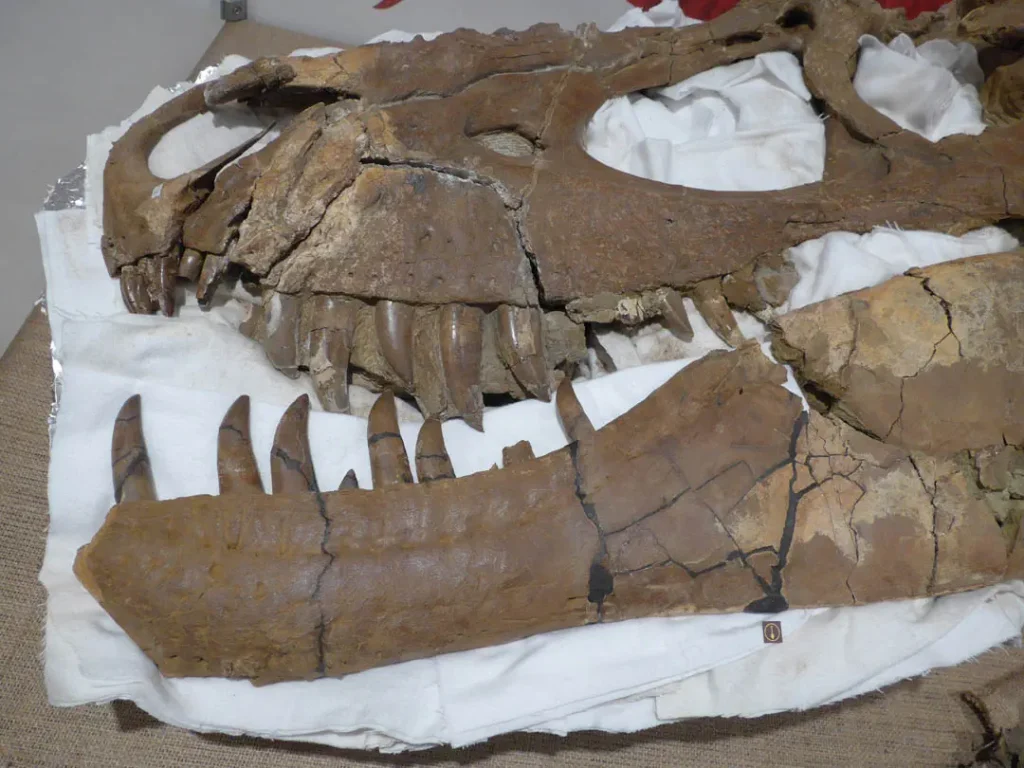 Череп голотипу Tromerosaurus