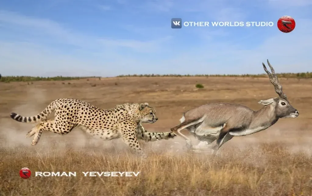 ΠΠΈΠΌΠ΅ΡΠ»ΠΈΠΉ ΡΠ²ΡΡ | Gazellospira Acinonyx pardinensis ΠΏΠ΅ΡΠ΅ΡΠ»ΡΠ΄ΡΡ Gazellospira